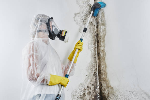 Best Mold Damage Repair  in Mason, OH