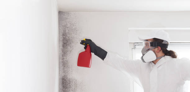 Office Mold Removal Services in Mason, OH