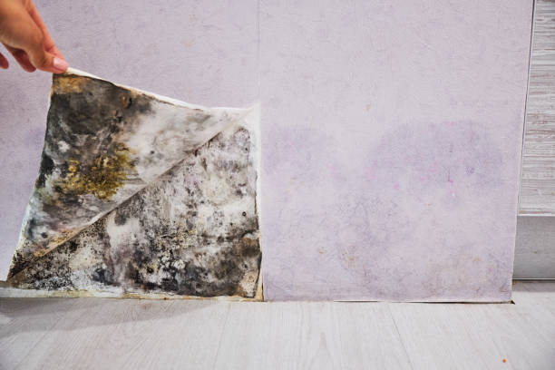 Best Black Mold Removal  in Mason, OH